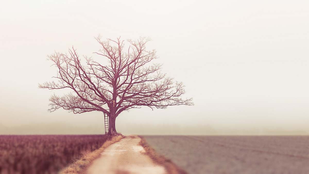 dirt road bare tree during daytime road